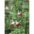 Kép 3/5 - Salvia microphylla 'Hot Lips' – Őszi zsálya