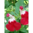 Kép 5/5 - Salvia microphylla 'Hot Lips' – Őszi zsálya