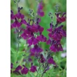 Kép 1/5 - Salvia 'Nachtvlinder' – Zsálya