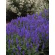 Kép 1/2 - Salvia nemorosa 'Blauhügel' - Ligeti zsálya