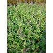 Kép 2/4 - Salvia nemorosa 'Blaukönigin' – Ligeti zsálya