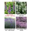 Kép 4/4 - Salvia nemorosa 'Blaukönigin' – Ligeti zsálya