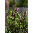 Kép 4/7 - Salvia nemorosa 'Caradonna' - Ligeti zsálya - képek rendelés vásárlás a Megyeri Szabolcs Kertészeti webáruházban