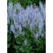 Salvia nemorosa 'Crystal Blue' – Ligeti zsálya