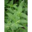 Kép 2/5 - Salvia nemorosa 'Jan Spruyt' - Ligeti zsálya