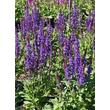 Kép 2/2 - Salvia nemorosa 'Navy Blue' – Ligeti zsálya