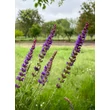 Kép 1/2 - Salvia nemorosa 'Ostfriesland' – Ligeti zsálya