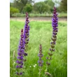 Kép 2/2 - Salvia nemorosa 'Ostfriesland' – Ligeti zsálya - képek rendelés vásárlás a Megyeri Szabolcs Kertészeti webáruházban