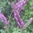 Kép 1/2 - Salvia nemorosa 'Rose Queen (syn.: Rosakönigin)' - Ligeti zsálya (rózsaszín)