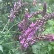 Kép 2/2 - Salvia nemorosa 'Rose Queen (syn.: Rosakönigin)' - Ligeti zsálya (rózsaszín)