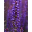Kép 1/2 - Salvia nemorosa 'Salvatore Blue' – Ligeti zsálya