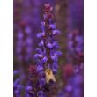 Kép 2/2 - Salvia nemorosa 'Salvatore Blue' – Ligeti zsálya