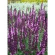 Kép 1/5 - Salvia nemorosa 'Sensation Compact Bright Rose' - Ligeti zsálya