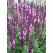 Kép 4/5 - Salvia nemorosa 'Sensation Compact Bright Rose' - Ligeti zsálya