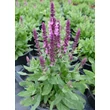 Kép 3/5 - Salvia nemorosa 'Sensation Compact Bright Rose' - Ligeti zsálya