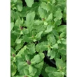 Kép 2/5 - Salvia nemorosa 'Sensation Compact Bright Rose' - Ligeti zsálya