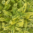 Kép 5/7 - Salvia officinalis 'Icterina' – Orvosi zsálya