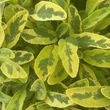 Kép 1/7 - Salvia officinalis 'Icterina' – Orvosi zsálya