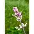 Kép 2/4 - Salvia officinalis 'Tricolor' - Orvosi zsálya - képek rendelés vásárlás a Megyeri Szabolcs Kertészeti webáruházban
