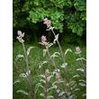 Kép 1/4 - Salvia officinalis 'Tricolor' - Orvosi zsálya