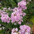 Kép 1/2 - Saponaria officinalis 'Rosea Plena' – Orvosi szappanfű