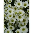 Kép 1/5 - Saxifraga x arendsii 'Adebar' - Mohalevelű kőtörőfű