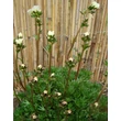 Kép 3/5 - Saxifraga x arendsii 'Adebar' - Kőtörőfű habitus