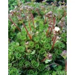 Kép 4/5 - Saxifraga x arendsii 'Adebar' - Kőtörőfű levélzet