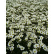 Saxifraga x arendsii 'Adebar' - Kőtörőfű virág