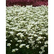 Kép 2/5 - Saxifraga x arendsii 'Adebar' - Kőtörőfű állomány