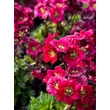 Kép 1/4 - Saxifraga x arendsii 'Luschtinez' (Harder Zwerg) - Mohalevelű kőtörőfű