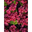 Kép 2/4 - Saxifraga arendsii 'Luschtinez' (Harder Zwerg) - Kőtörőfű - képek rendelés vásárlás a Megyeri Szabolcs Kertészeti webáruházban