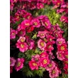 Kép 3/4 - Saxifraga arendsii 'Luschtinez' (Harder Zwerg) - Kőtörőfű - képek rendelés vásárlás a Megyeri Szabolcs Kertészeti webáruházban