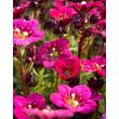 Kép 1/4 - Saxifraga arendsii 'Marto Rose' – Kőtörőfű