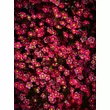 Kép 2/4 - Saxifraga arendsii 'Marto Rose' – Kőtörőfű - képek rendelés vásárlás a Megyeri Szabolcs Kertészeti webáruházban.