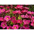 Kép 3/4 - Saxifraga arendsii 'Marto Rose' – Kőtörőfű - képek rendelés vásárlás a Megyeri Szabolcs Kertészeti webáruházban.