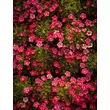 Kép 4/4 - Saxifraga arendsii 'Marto Rose' – Kőtörőfű - képek rendelés vásárlás a Megyeri Szabolcs Kertészeti webáruházban.