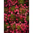 Kép 4/4 - Saxifraga arendsii 'Marto Rose' – Kőtörőfű - képek rendelés vásárlás a Megyeri Szabolcs Kertészeti webáruházban.