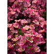 Kép 1/3 - Saxifraga x arendsii 'Rosenzwerg' - Mohalevelű kőtörőfű