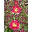 Kép 4/4 - Saxifraga x arendsii 'Touran Deep Red' - Mohalevelű kőtörőfű