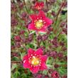 Kép 4/4 - Saxifraga arendsii 'Touran Deep Red' - Kőtörőfű