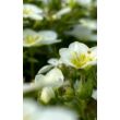 Kép 3/4 - Saxifraga arendsii 'Touran Large White' - Kőtörőfű - képek rendelés vásárlás a Megyeri Szabolcs Kertészeti webáruházban