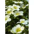 Kép 6/6 - Saxifraga arendsii 'Touran Large White' - Kőtörőfű - képek rendelés vásárlás a Megyeri Szabolcs Kertészeti webáruházban