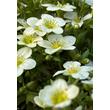 Kép 1/4 - Saxifraga arendsii 'Touran Large White' - Kőtörőfű