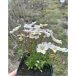 Kép 2/3 - Saxifraga x arendsii 'Touran Rocklarwh' – Mohalevelű kőtörőfű