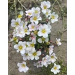 Kép 3/3 - Saxifraga x arendsii 'Touran Rocklarwh' – Mohalevelű kőtörőfű