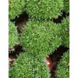Kép 2/2 - Saxifraga crustata 'Carniolica'– Kőtörőfű