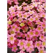 Kép 9/9 - Saxifraga 'Touran Pink' – Kőtörőfű
