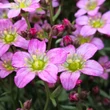 Kép 3/9 - Saxifraga 'Touran Pink' – Kőtörőfű