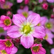 Kép 2/9 - Saxifraga 'Touran Pink' – Kőtörőfű